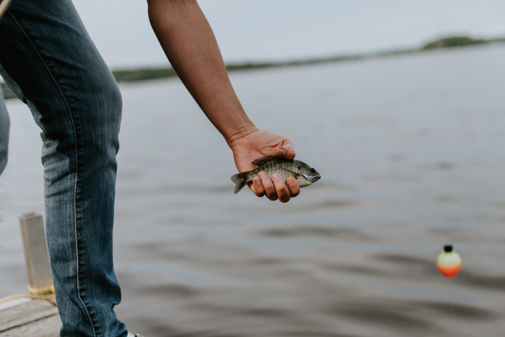 What is the Best Time of Day to Catch Bluegill