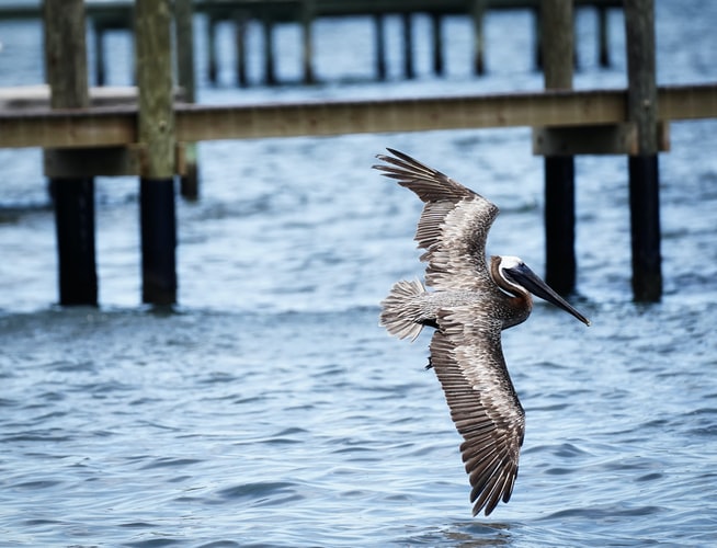Best Flounder Fishing Spots in Florida