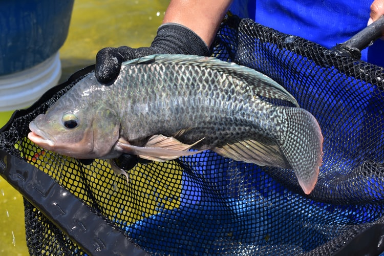 What Does a Bream Fish Look Like