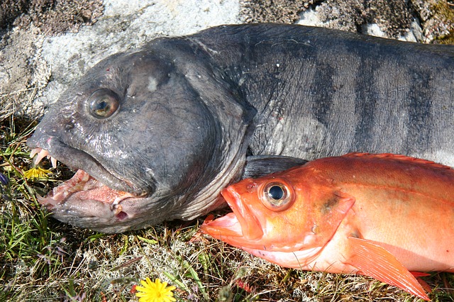 when is snapper season in florida - red snapper