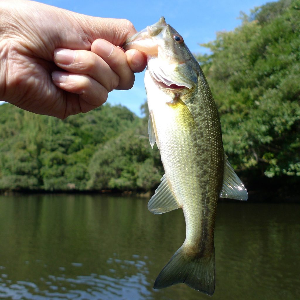 best bass fishing lakes in the US