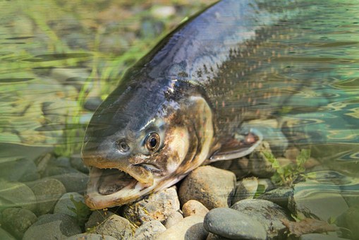 best trout fishing lakes in california
