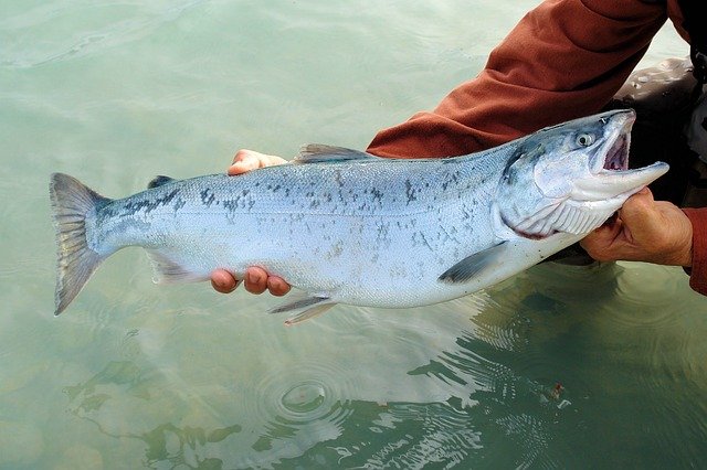 best place to fish salmon in Alaska