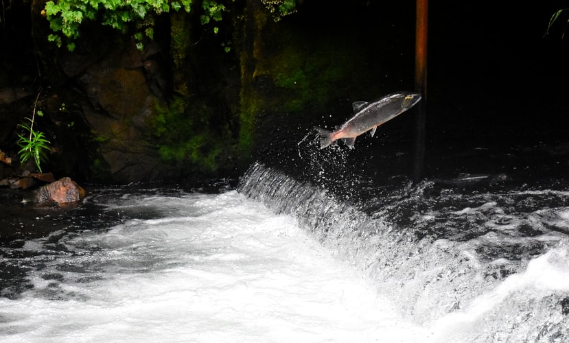 How to Use Downriggers for Salmon
