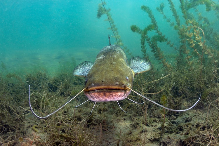 Best Rod Holders For Catfishing