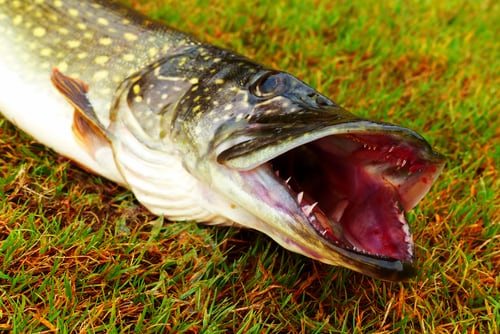 best rod and reel combo for northern pike fishing