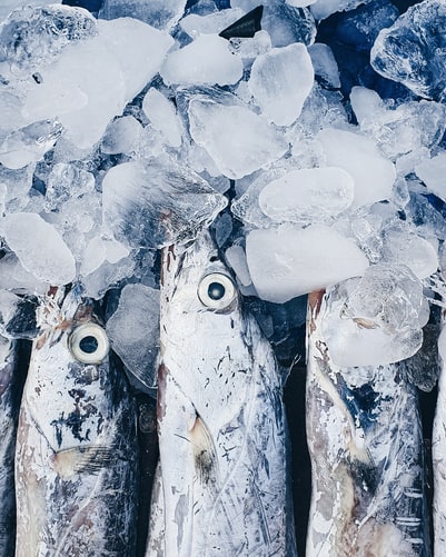How to Keep Fish Fresh While Fishing