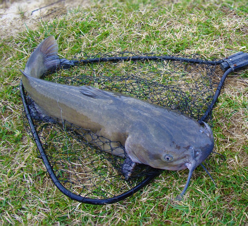 Bank Fishing Rod Holders for Catfishing