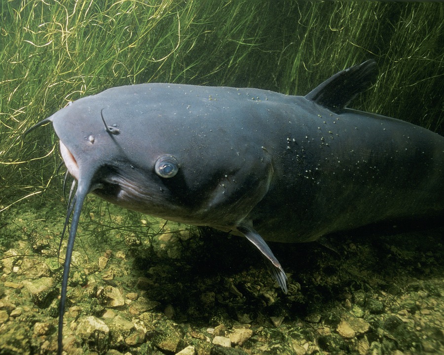 Bank Fishing Rod Holders for Catfishing