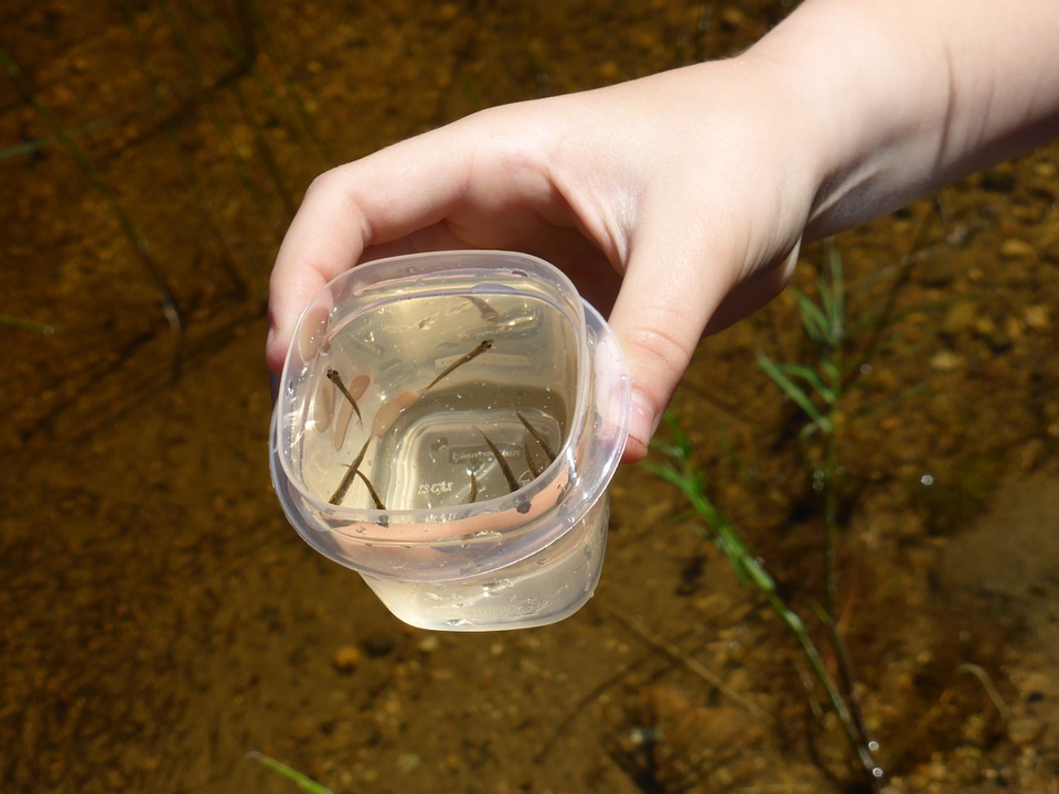 How to Keep Minnows Alive Without an Aerator