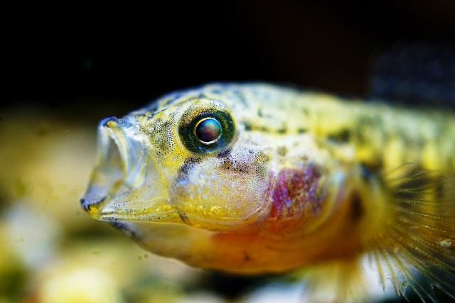 how to hook a minnow for bass