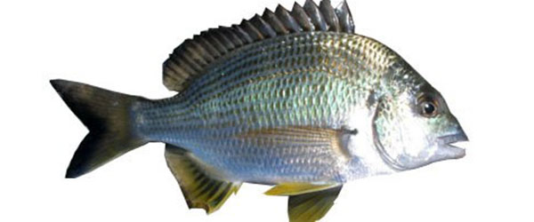 bream fish