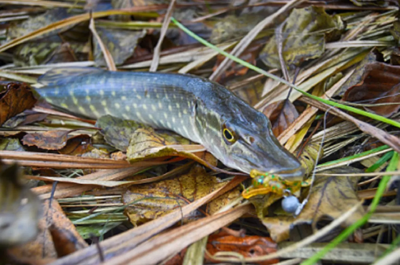 Chain Pickerel vs Northern Pike: How to Tell Them Apart